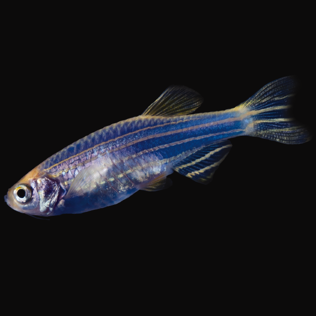 Cosmic Blue Danio GloFish